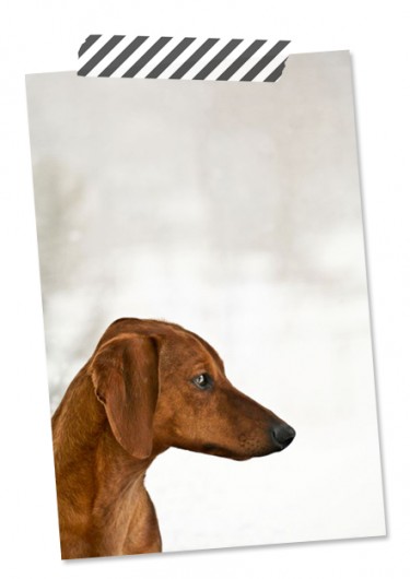 portrait of ammo the dachshund