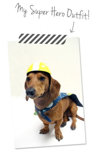 ammo the dachshund super hero