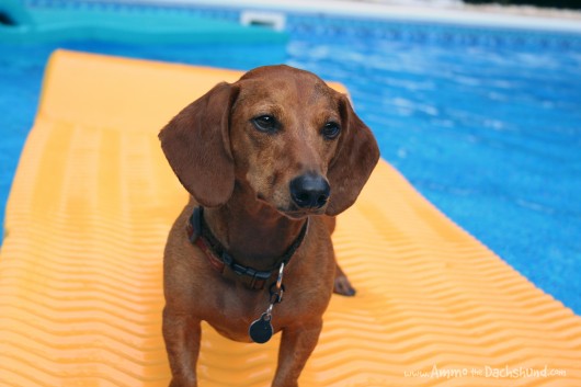 dachshund shaped pool float