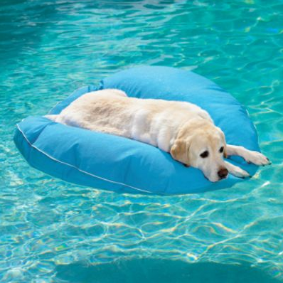 dachshund shaped pool float