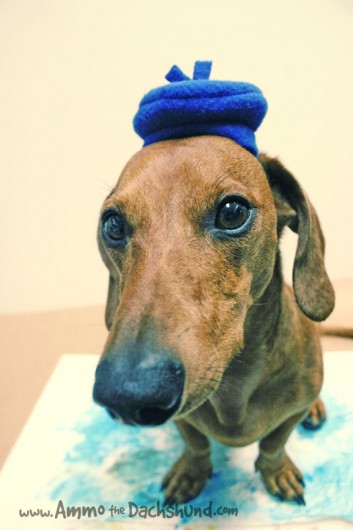 ammo the dachshund in beret ammo the dachshund in beret