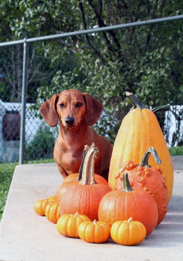 ammo the dachshund with pumpkins