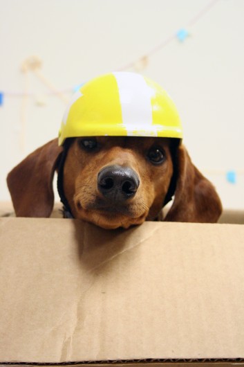 Rocket Dog 2.0 | Ammo the Dachshund