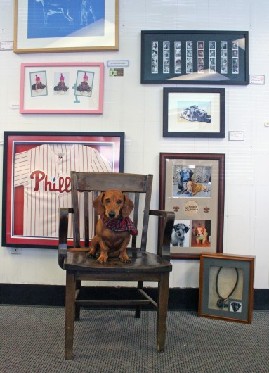 Ammo the Dachshund at work Ammo the Dachshund at work