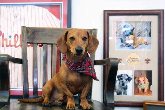 Ammo the Dachshund at work Ammo the Dachshund at work