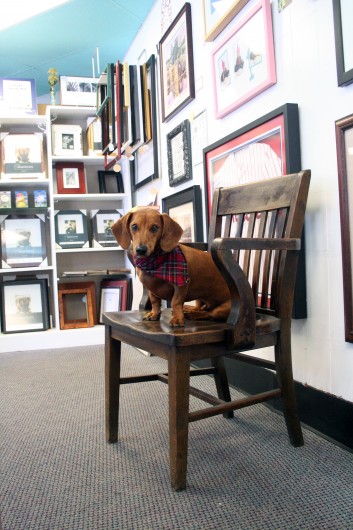 Ammo the Dachshund at work Ammo the Dachshund at work