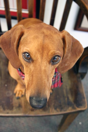 ammo the dachshund at work ammo the dachshund at work