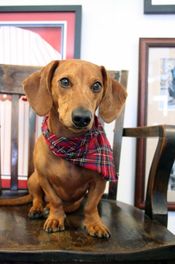 ammo the dachshund at work ammo the dachshund at work