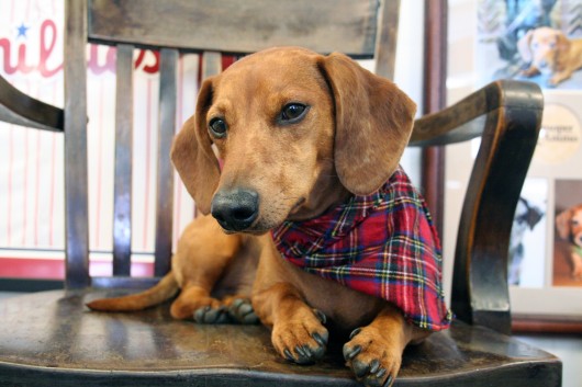 ammo the dachshund at work ammo the dachshund at work