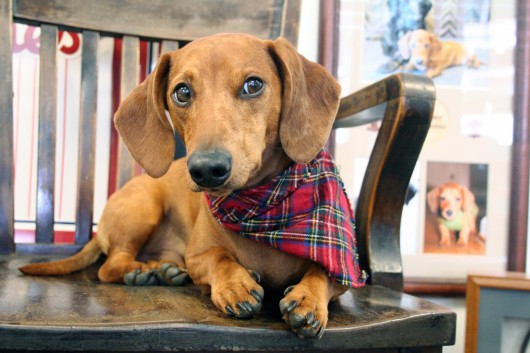 ammo the dachshund at work ammo the dachshund at work