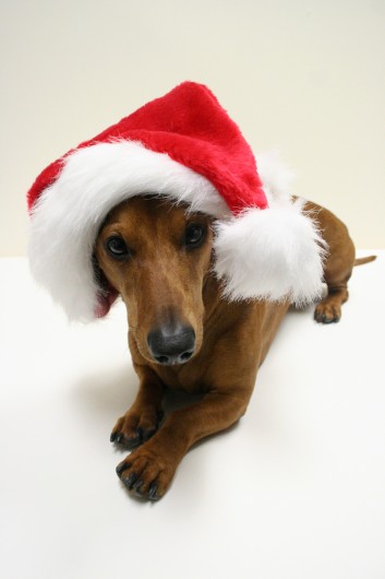 ammo the dachshund in santa's hat