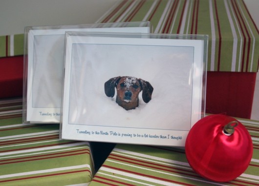 holiday cards featuring ammo the dachshund