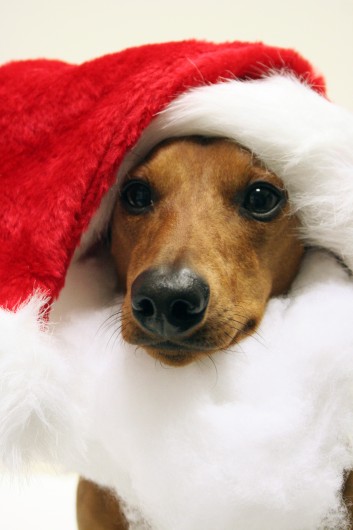 ammo the dachshund christmas cards ammo the dachshund christmas cards
