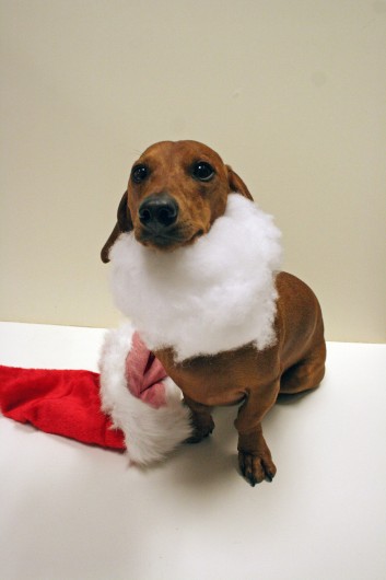 ammo the dachshund christmas cards ammo the dachshund christmas cards