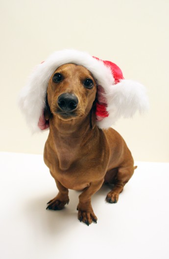 ammo the dachshund merry christmas ammo the dachshund merry christmas