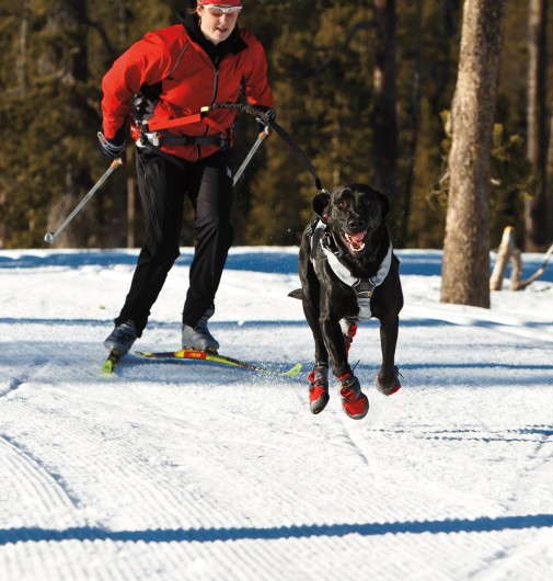 dog skijoring