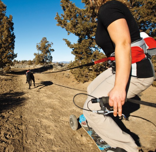 dog skijoring