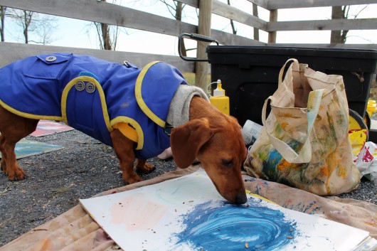 ammo the dachshund and the painting pony