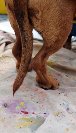 ammo the dachshund and the painting pony