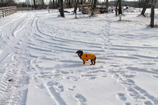 ammo the dachshund in the snow ammo the dachshund in the snow
