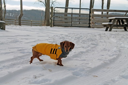 ammo the dachshund in the snow ammo the dachshund in the snow