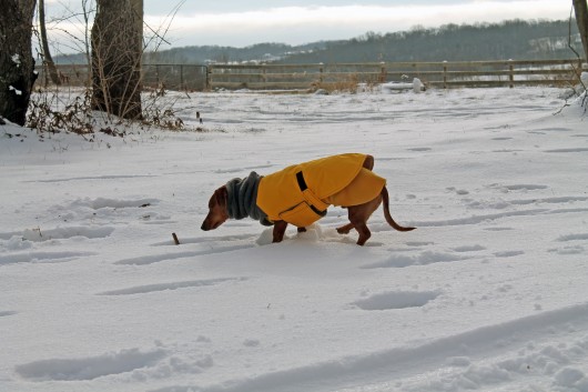 ammo the dachshund in the snow ammo the dachshund in the snow