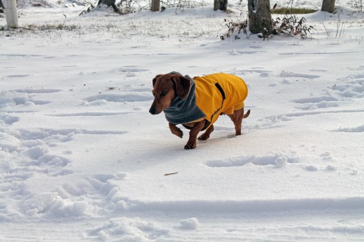 ammo the dachshund in the snow ammo the dachshund in the snow