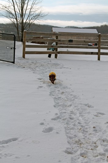 ammo the dachshund in the snow ammo the dachshund in the snow