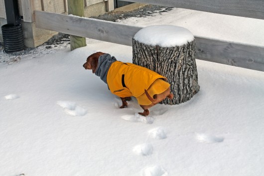 ammo the dachshund in the snow ammo the dachshund in the snow