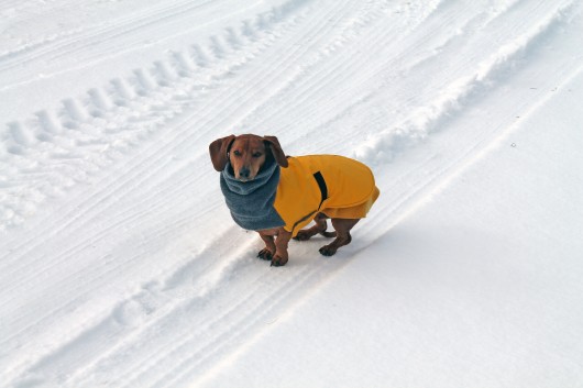 ammo the dachshund in the snow ammo the dachshund in the snow