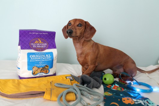 6 favorite dog products 6 favorite dog products