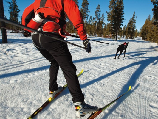 dog skijoring