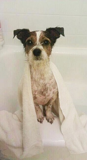 good clean dog good clean dog