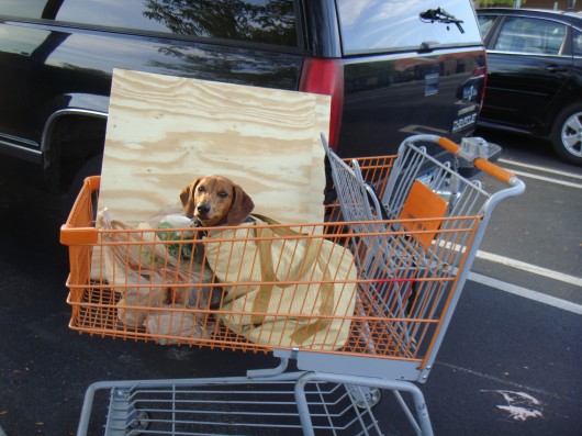 ammo the dachshund in grocery bag ammo the dachshund in grocery bag