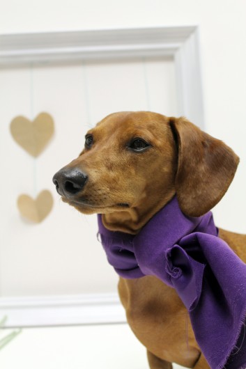 ammo the dachshund valentines day ammo the dachshund valentines day