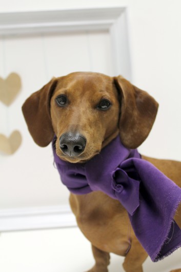 ammo the dachshund valentines day ammo the dachshund valentines day
