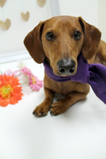 ammo the dachshund valentines day ammo the dachshund valentines day