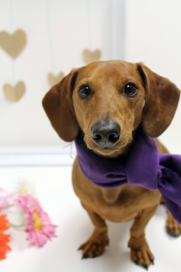 ammo the dachshund valentines day ammo the dachshund valentines day
