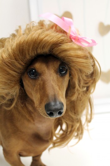 ammo the dachshund valentines day ammo the dachshund valentines day