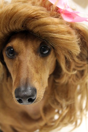 ammo the dachshund valentines day ammo the dachshund valentines day