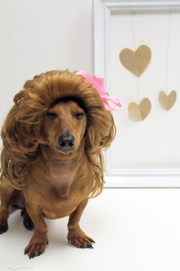 ammo the dachshund valentines day ammo the dachshund valentines day