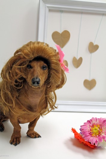 ammo the dachshund valentines day ammo the dachshund valentines day