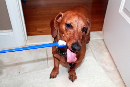 ammo the dachshund pet dental health month ammo the dachshund pet dental health month