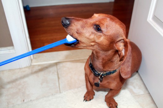 ammo the dachshund pet dental health month ammo the dachshund pet dental health month