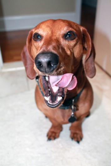 ammo the dachshund pet dental health month ammo the dachshund pet dental health month