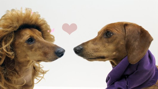 ammo the dachshund valentines day ammo the dachshund valentines day