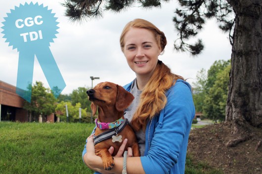dachshund therapy dog