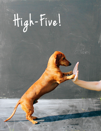 five dachshund national happy dog highfive owners paws teach tricky let ammo things puppy giving fives training trick forget must