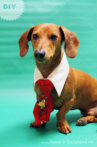 12 Days of Cheer! DIY Christmas Eve Outfit for your Dog via Ammo the Dachshund