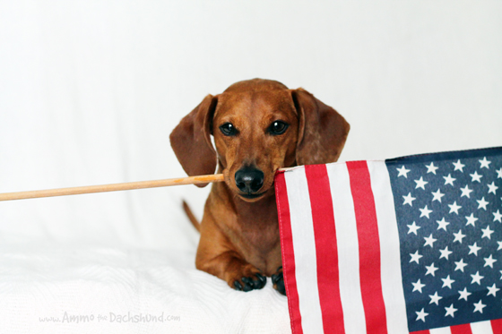 flag dachshund 4th happy holding portrait ammo july dog doxie independence worshond teckel ammothedachshund